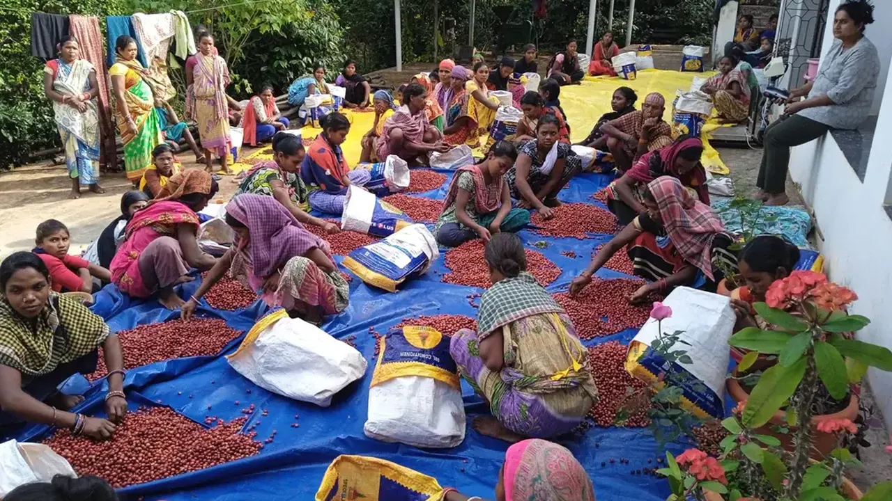 koraput coffee