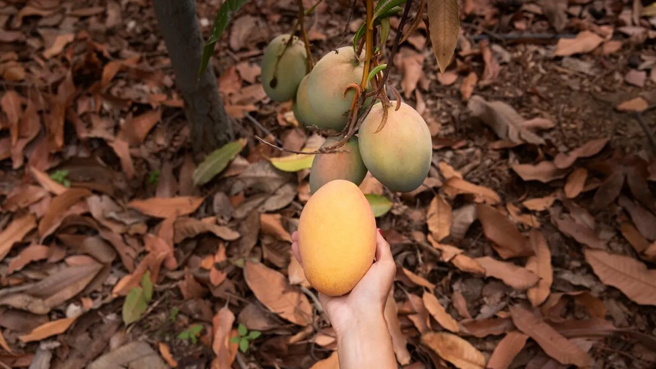 Mango Farms