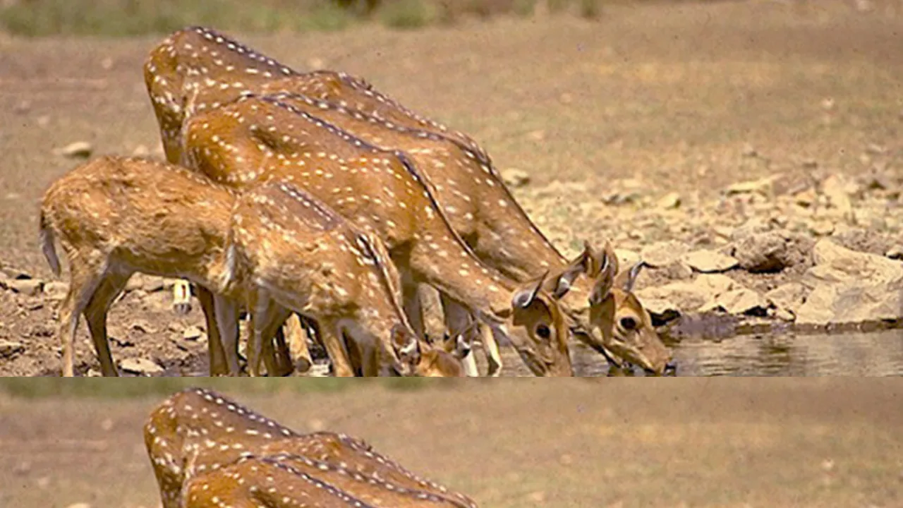 wildlife in rajasthan