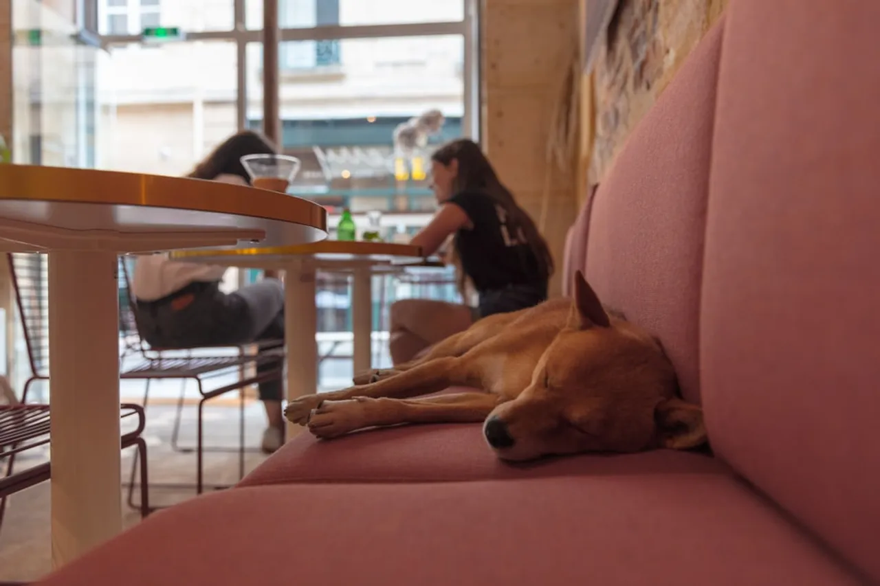 Dog-Friendly Cafes in Pune