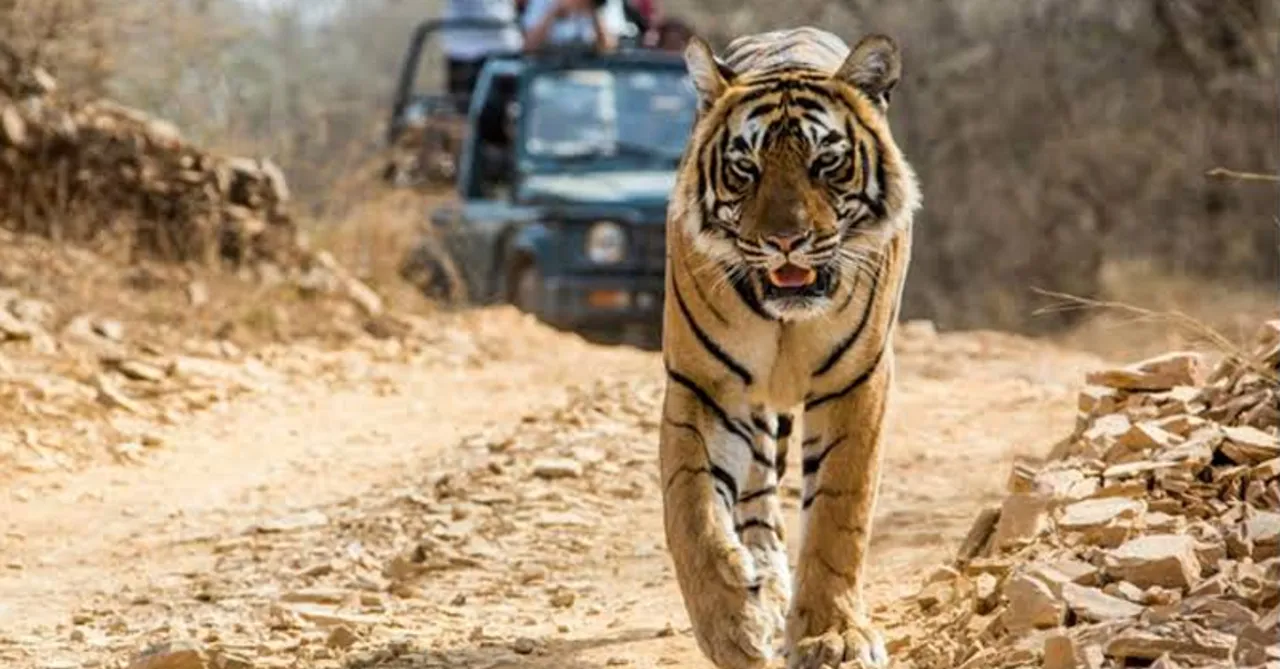 Corbett Tiger Reserve to witness women drivers and guides soon