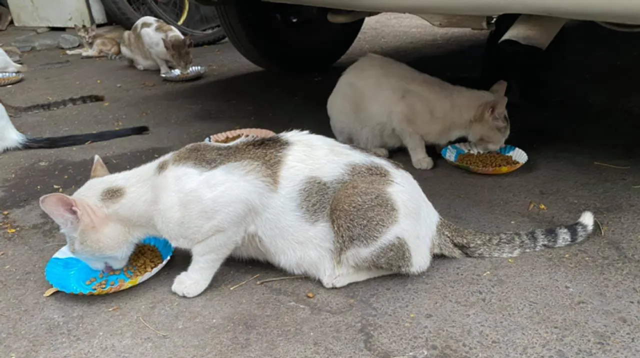 Om Foundation is not only feeding strays but also keeping them safe