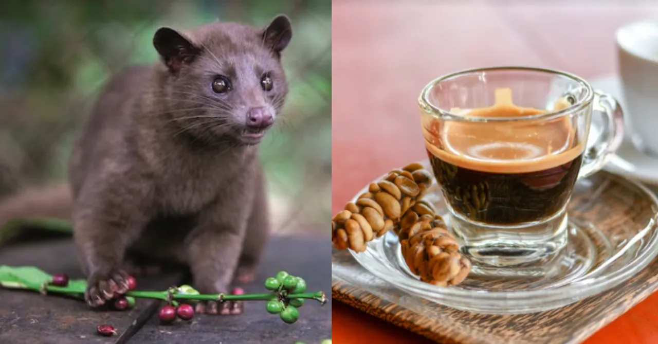 Did you know the world's most expensive coffee is made from the poop of the civet cat?