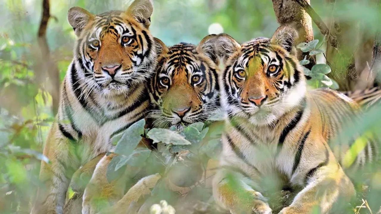 Tiger conservation in India! History, the current scenario, and the future!