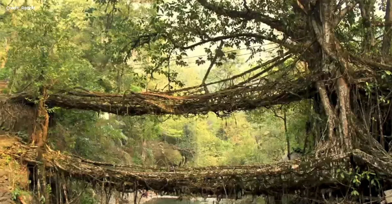 Living Root Bridges in Meghalaya through the wide spectacles of travellers!
