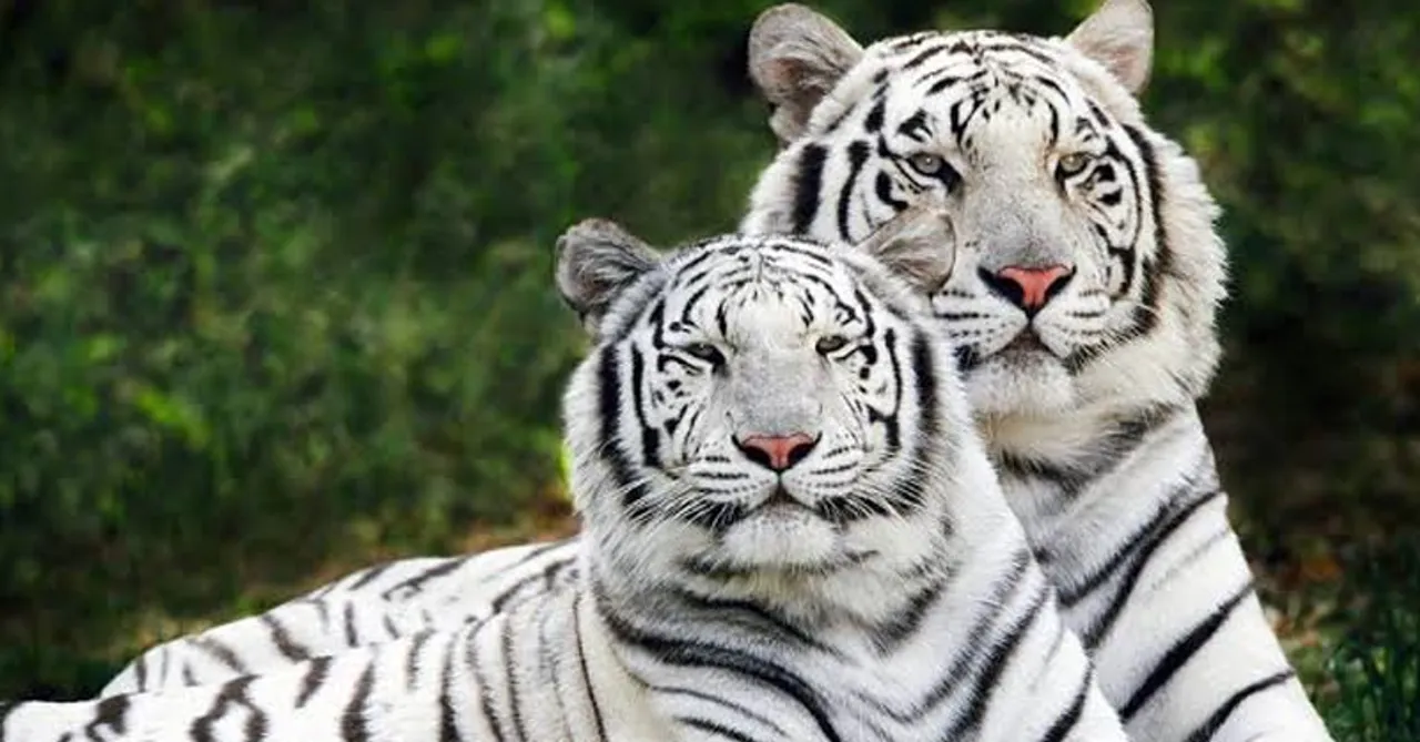 White tigers to roar again in Indore Zoo after five years