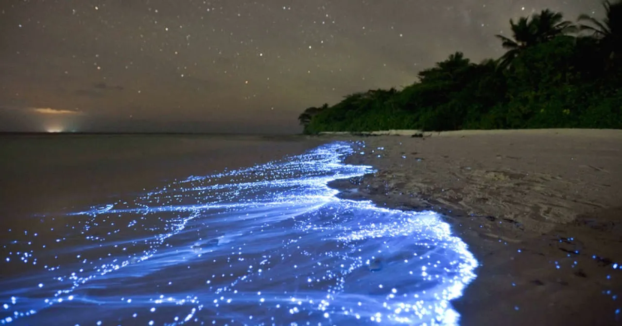 Check out this list of bioluminescent places in India to witness something magical!