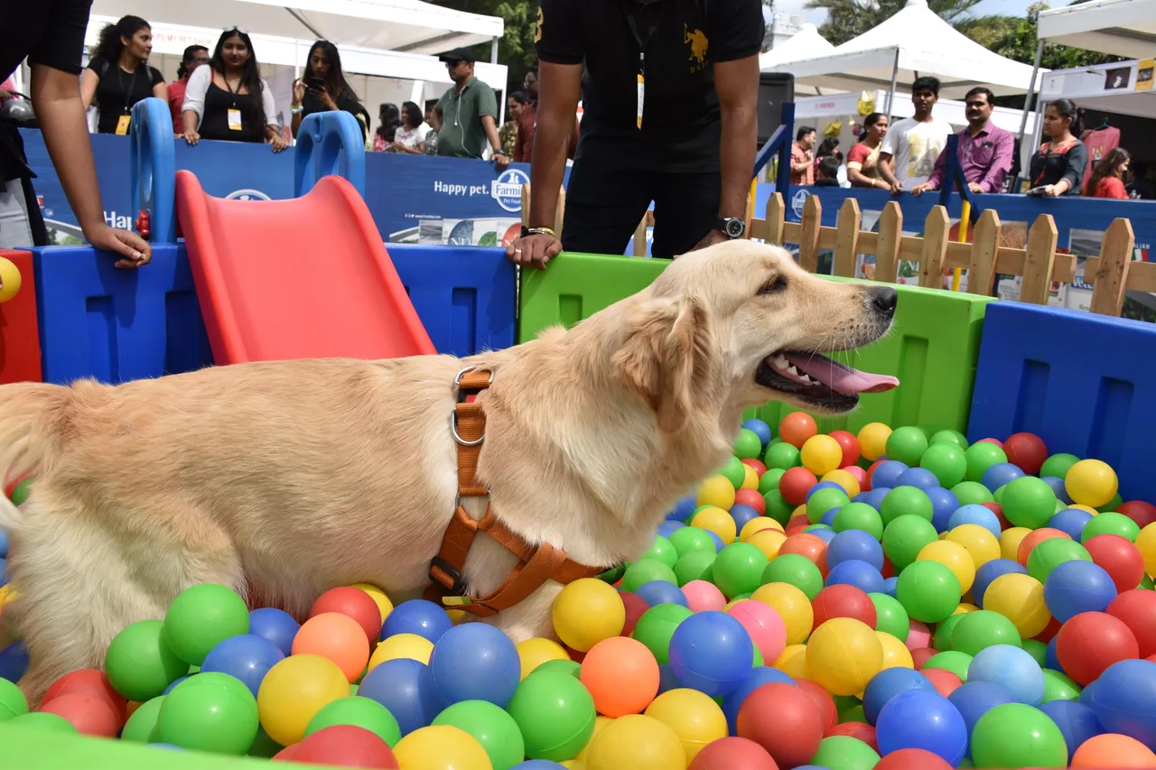 pet festival in Mumbai