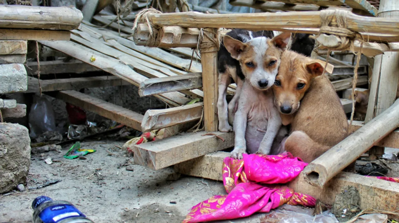 This app by a Mumbai resident helps rescue stray animals in real-time