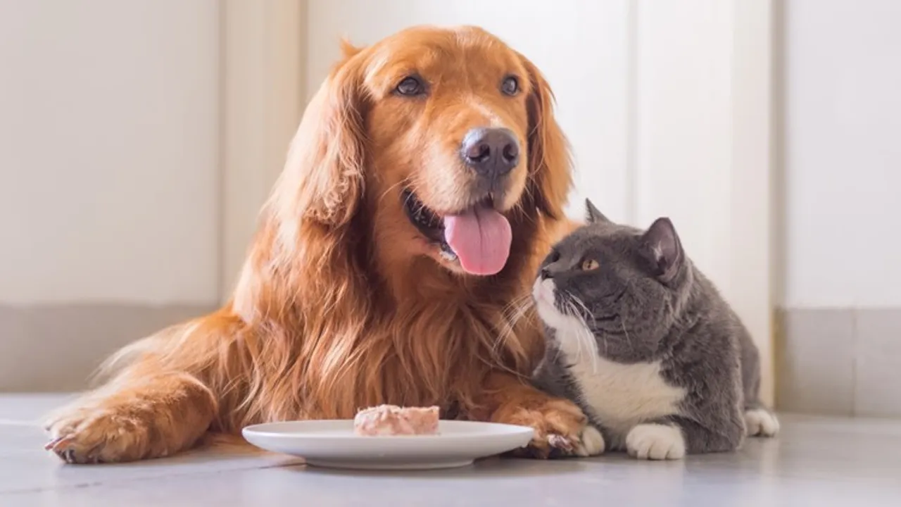 Pet-friendly cafe in Jaipur