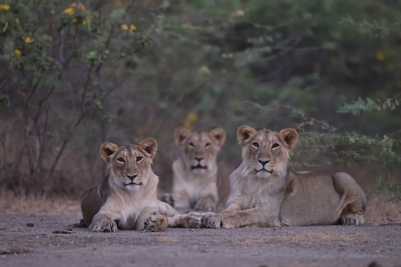 29% jump in the population of the royal Gir Lion in 5 years!