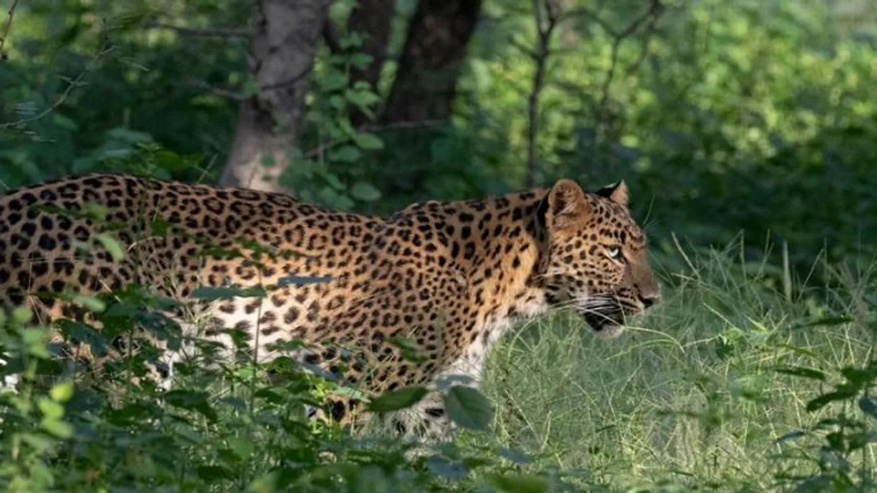 How about some Leopard spotting at Jhalana Safari Park in Jaipur?