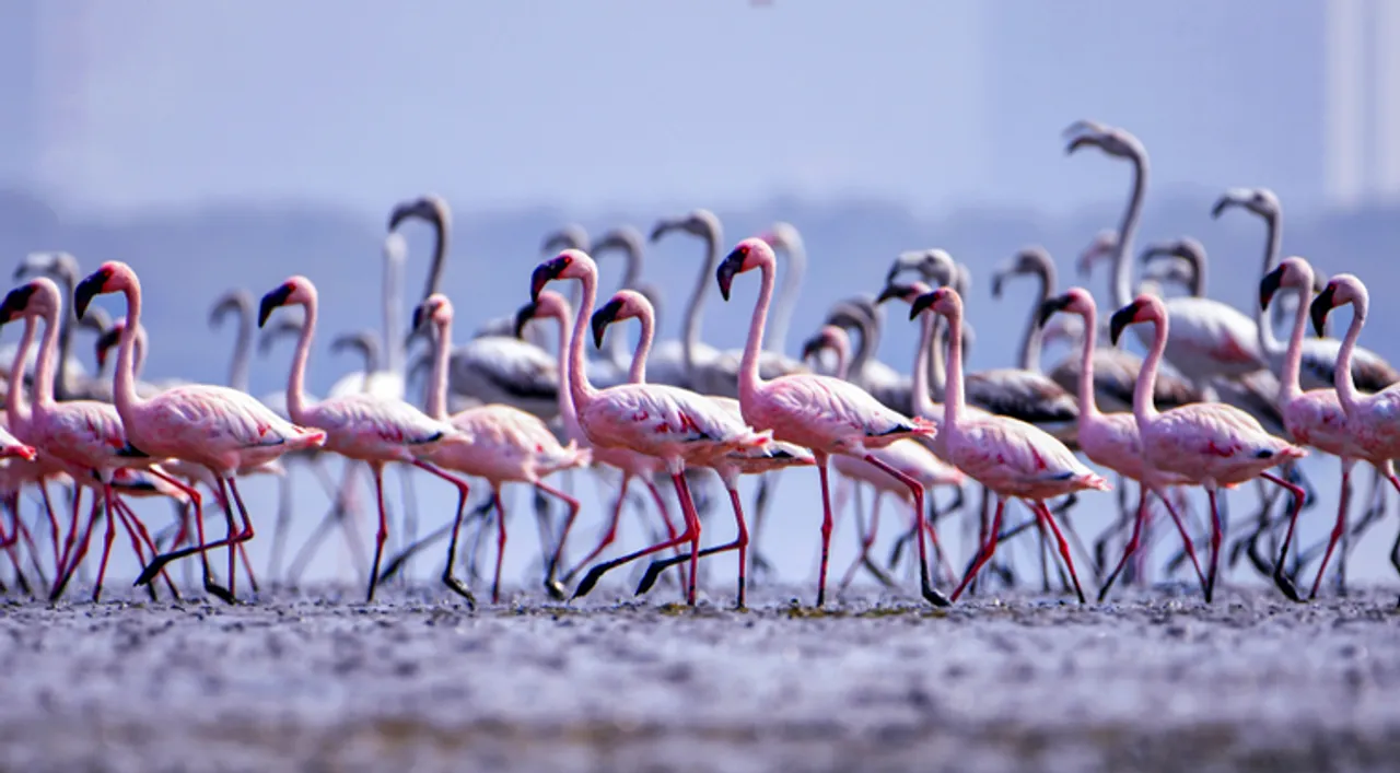 Flamingos are back in Mumbai and here is where you can spot them!