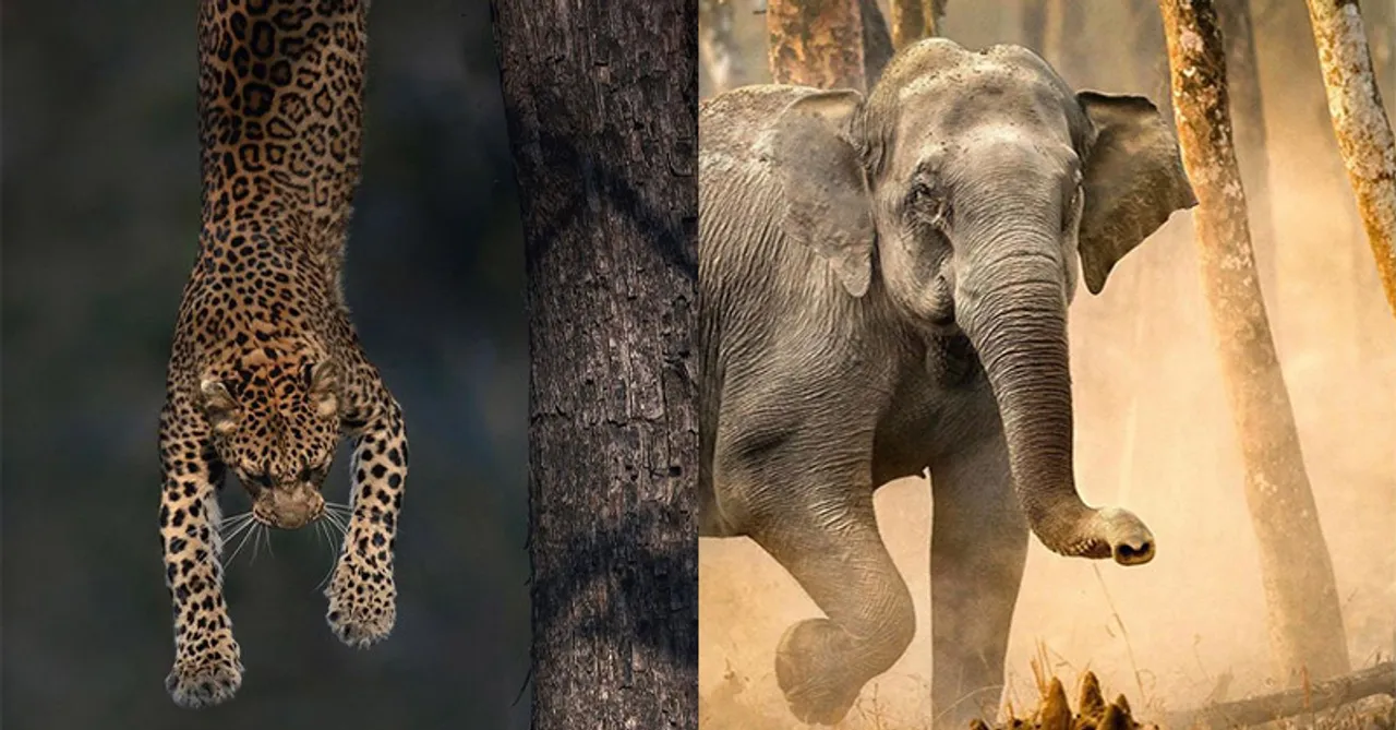 Meet the rich wildlife of India through the lens of leading Indian Wildlife Photographers!