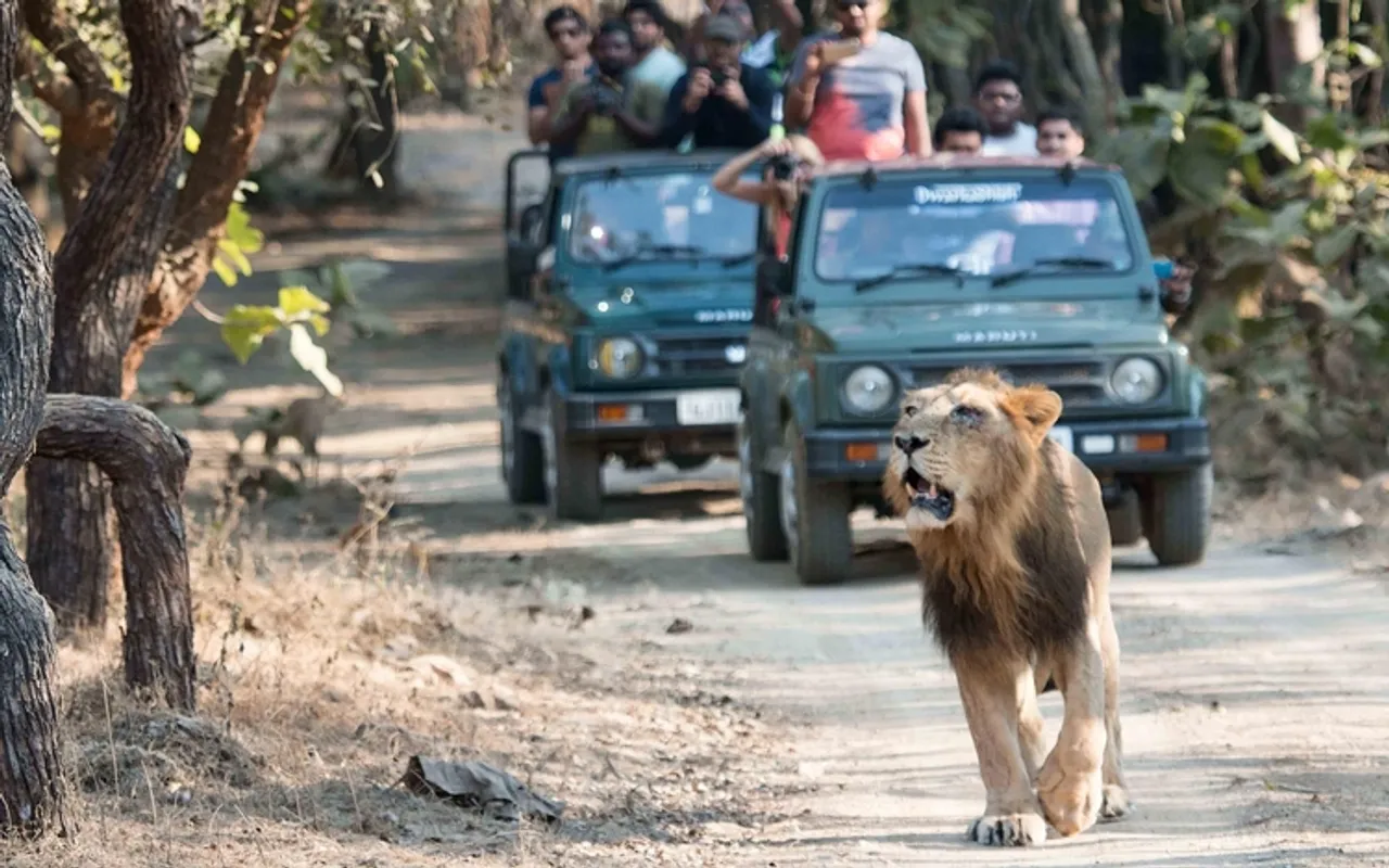 Head to Gir National Park in Gujarat to see the Asiatic lions roaming free in the wild!