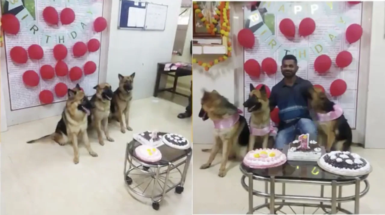 police dogs celebrate their first birthday