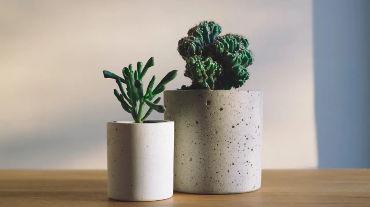 Plants for all: Get some Greenery delivered to your home with these online plant stores