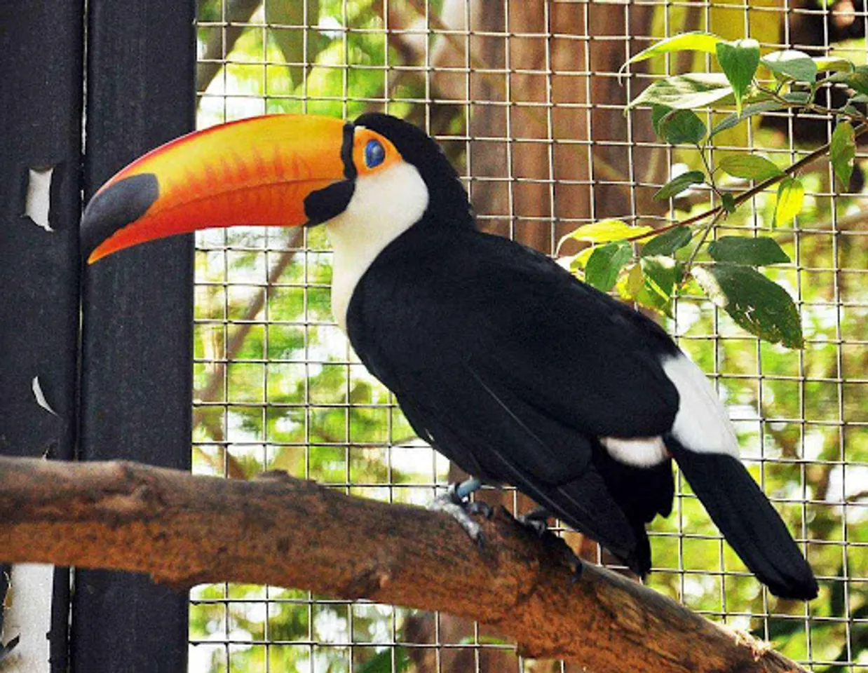 With Celebirdy Live, EsselWorld Bird Park brings Interactive Bird Sanctuary to your home!