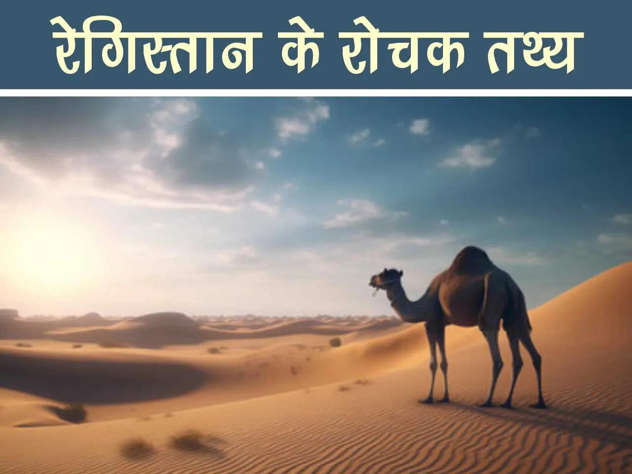 Camel in desert 