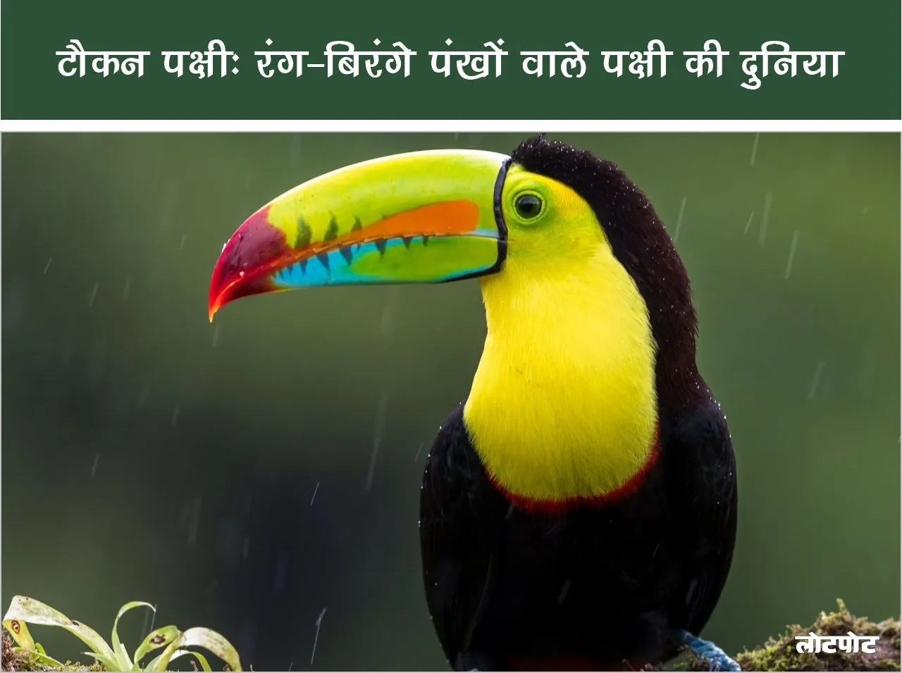 jungle Toucan bird facts in hindi 1