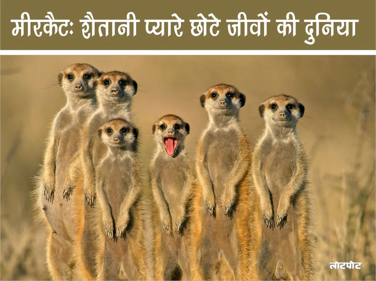 Meerkats the world of devilishly cute little creatures