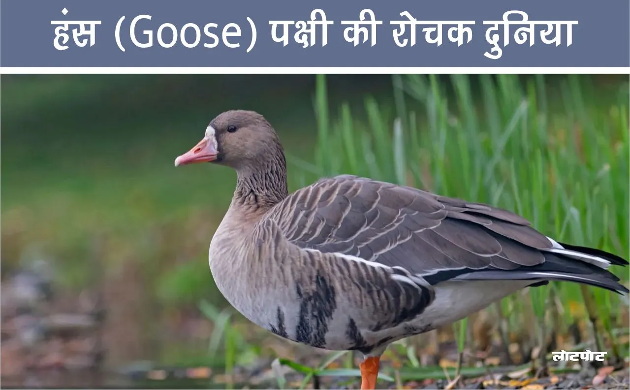 Interesting world of Goose bird Know their unique secrets