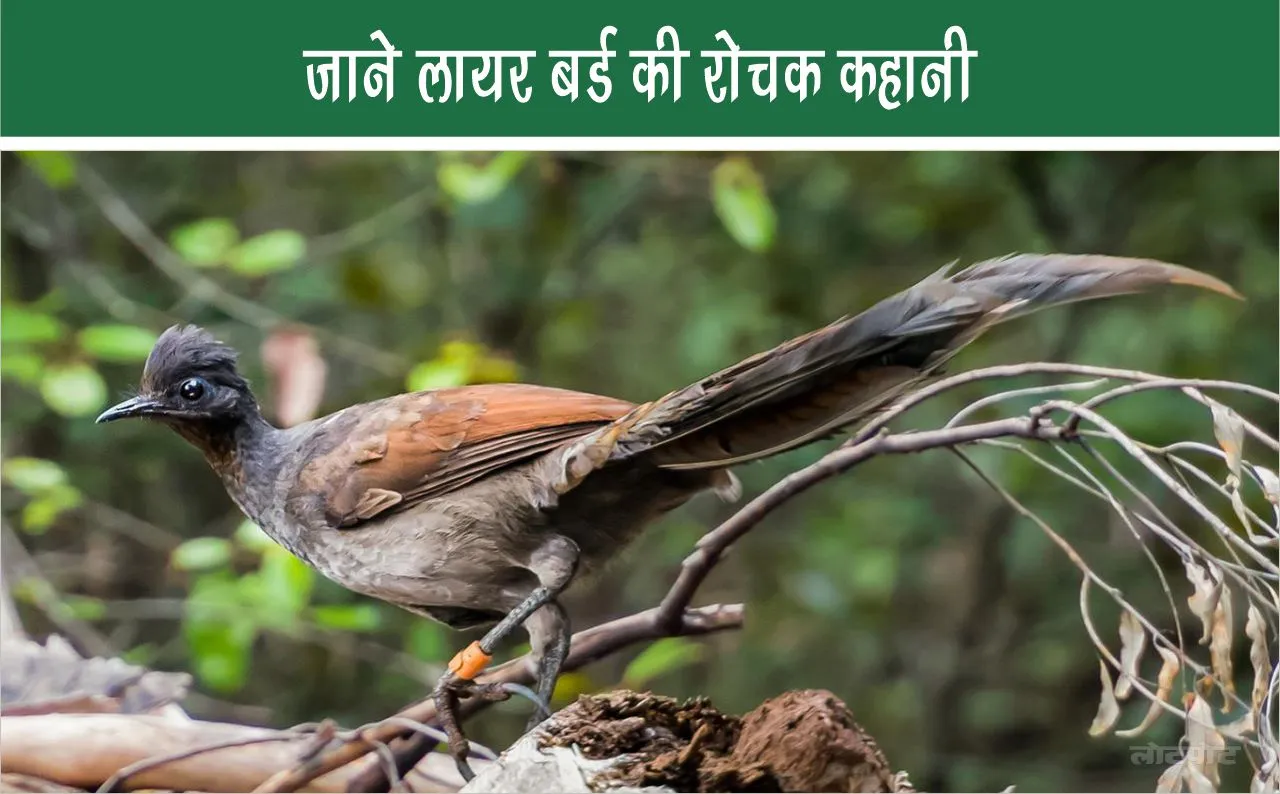 Know the interesting story of Liar Bird