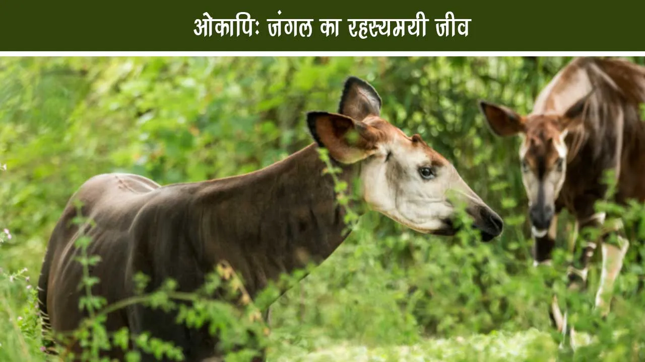Okapi Mysterious creatures of the forest  Okapi in Hindi