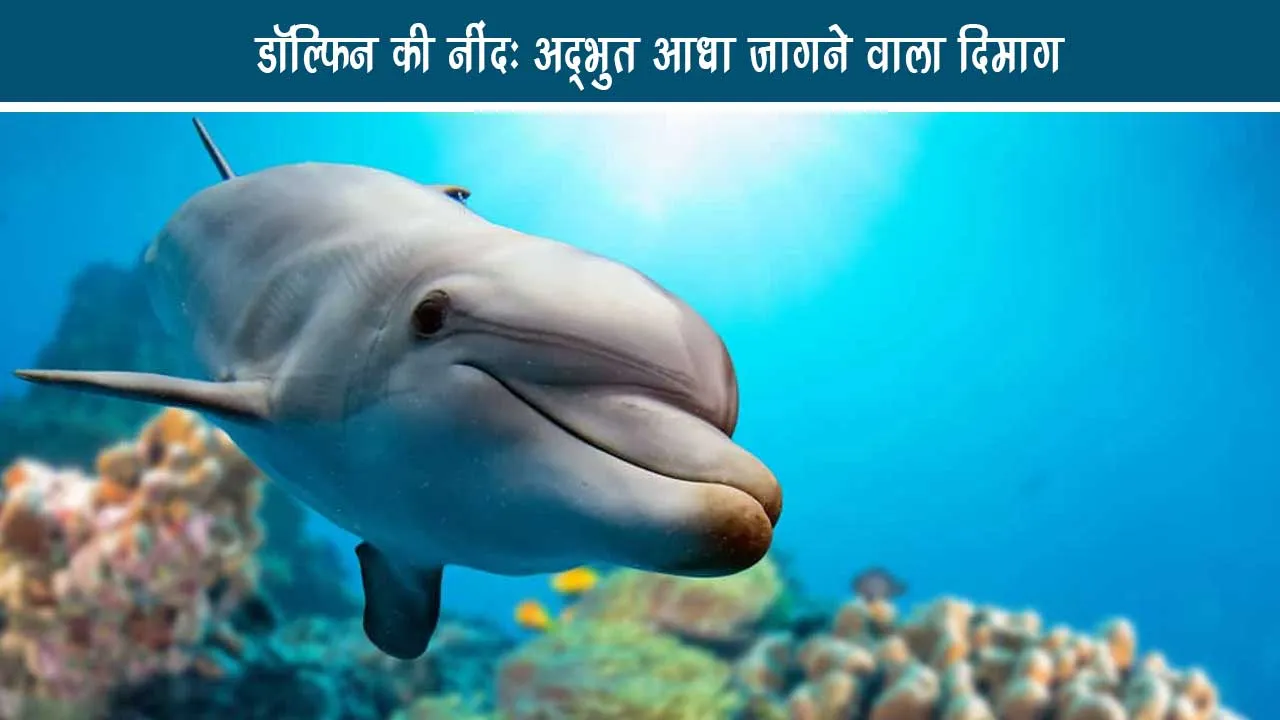 Dolphin Sleep Amazing Half Waking Brain