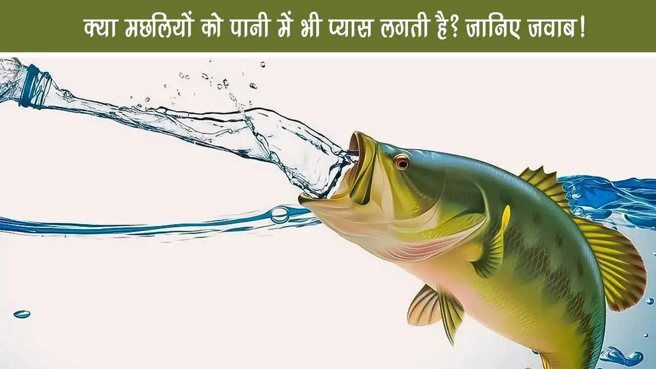Does the fish also feel thirsty in water? Know the scientific answer to this interesting question!