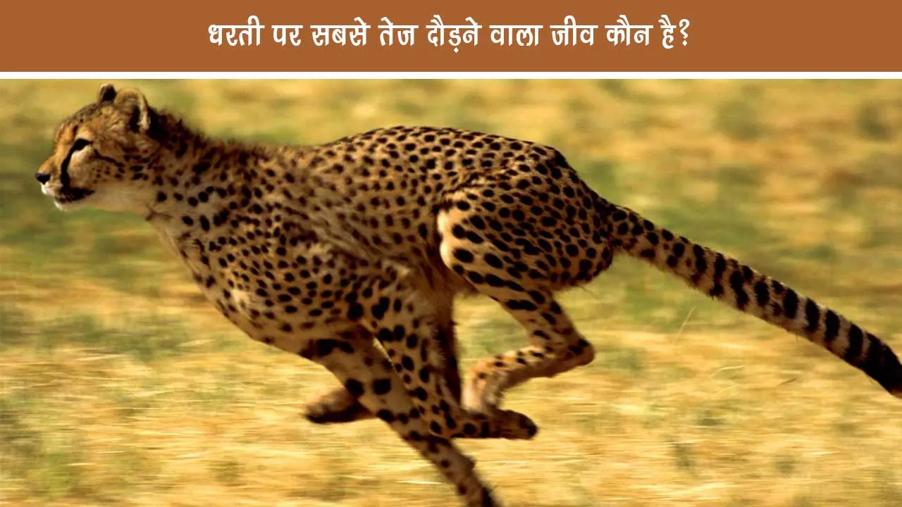 Who is the fastest running creature on earth