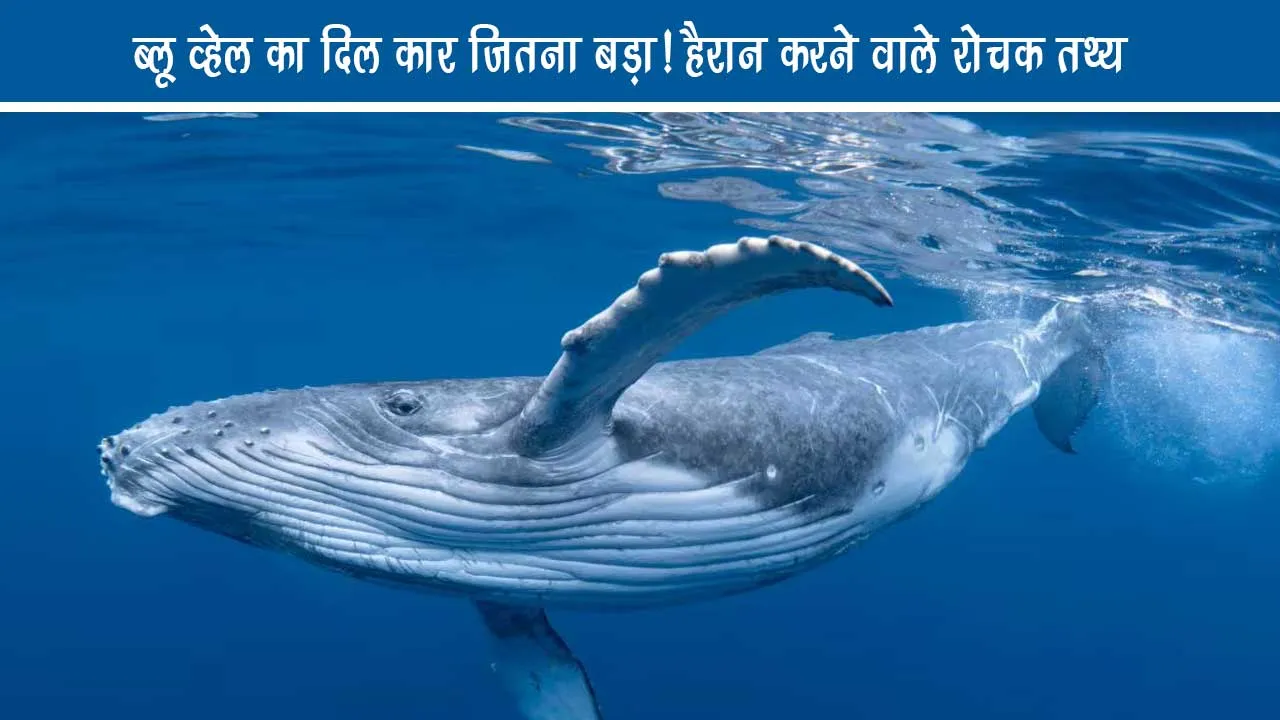 Blue-whale
