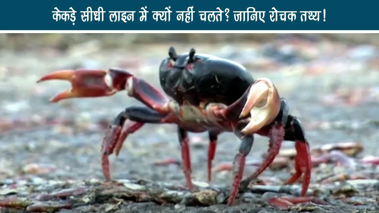 Why dont crabs do not walk in a straight line Know interesting fact