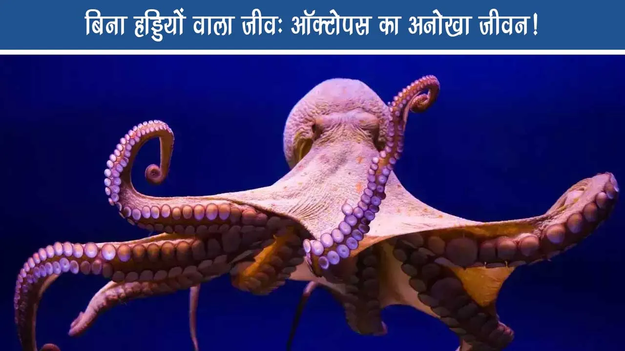 Octopus Facts in Hindi for Kids