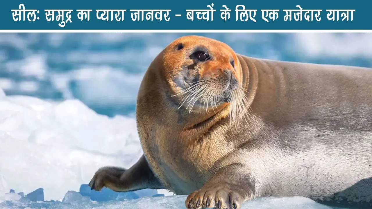 Seal: Cute Animal of Sea - A Funny Travel for Kids
