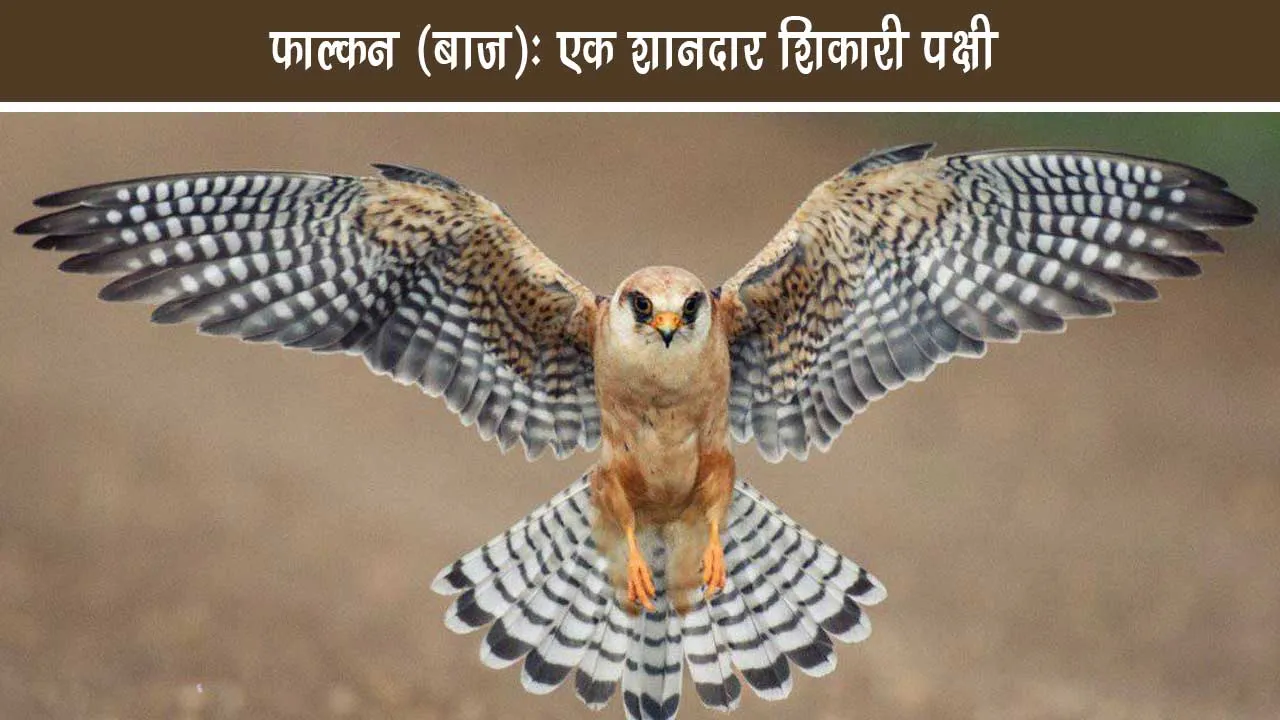 Falcon eagle Complete information of a magnificent hunter bird
