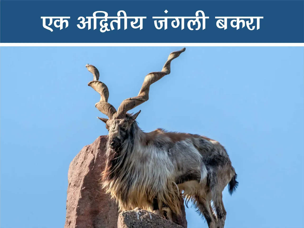 markhor