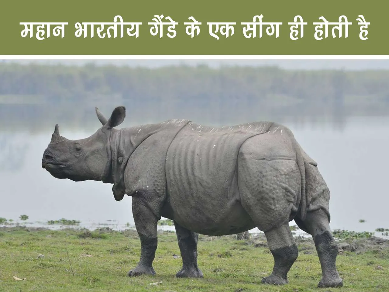 Great Indian Rhino in its natural habitat