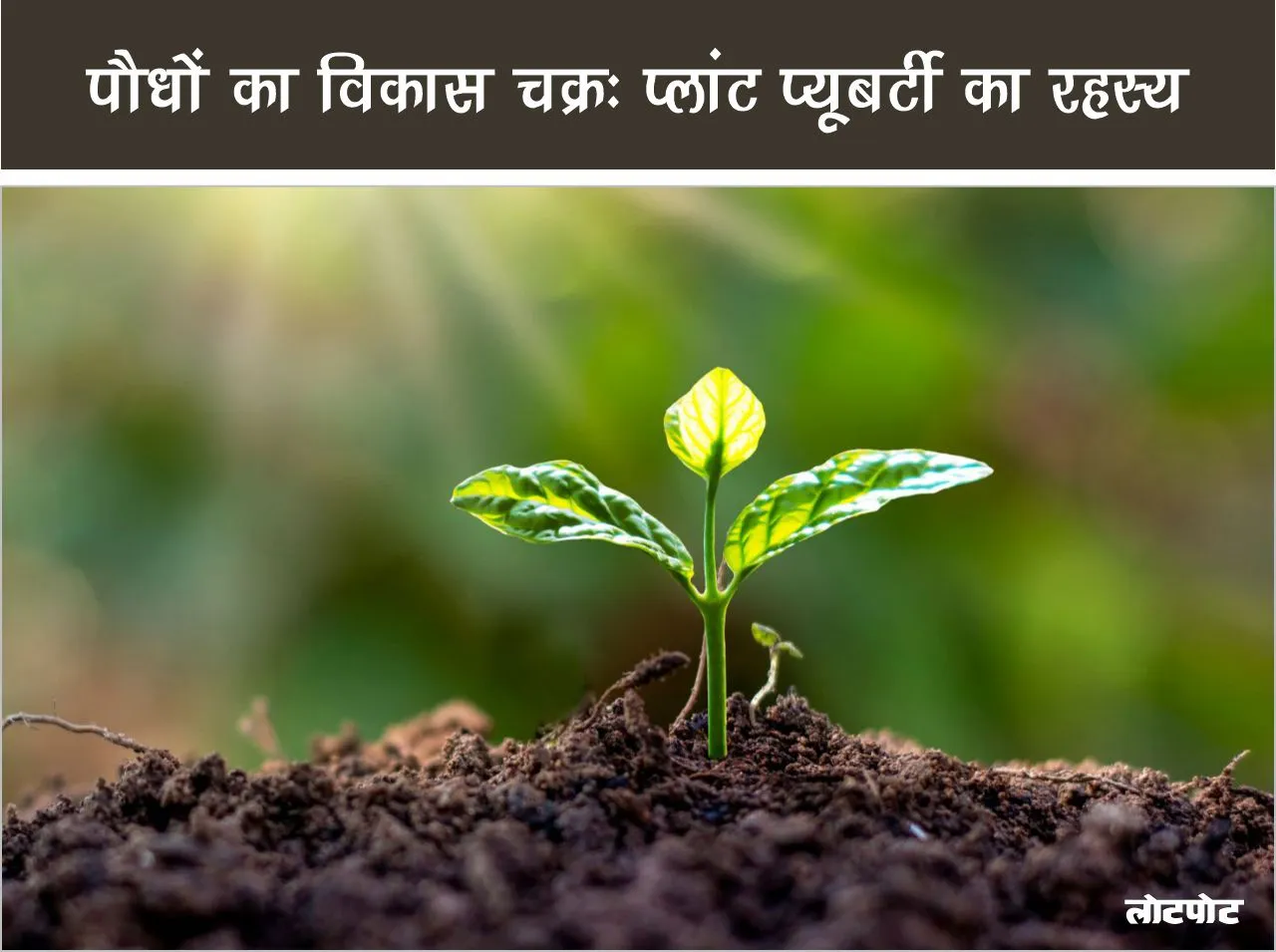Plant Growth Cycle The Secret of Plant Puberty