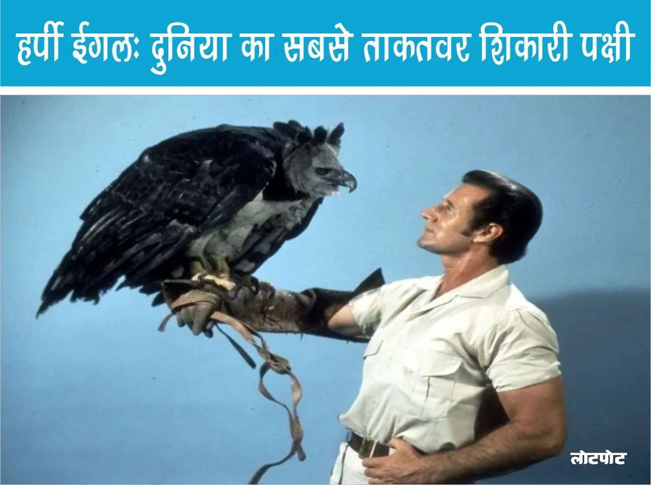 Harpy Eagle The world most powerful bird of prey
