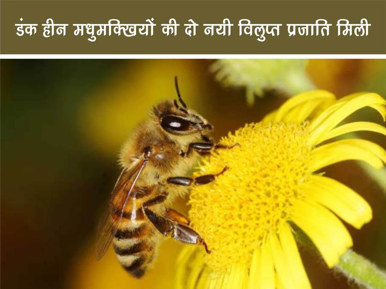 Stingless Honey bee