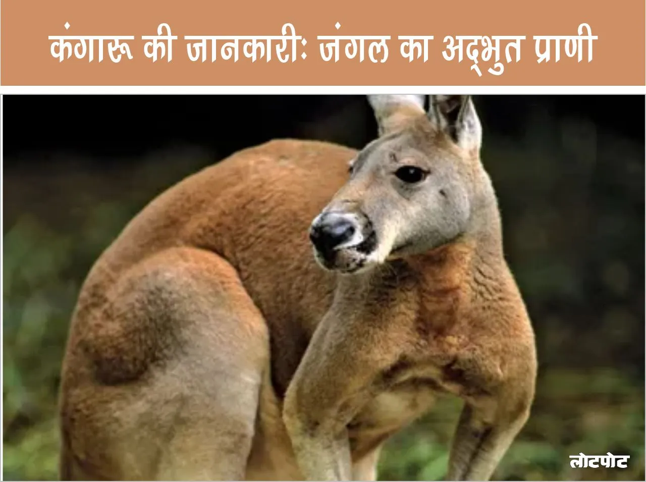Kangaroo Amazing creature of the jungle