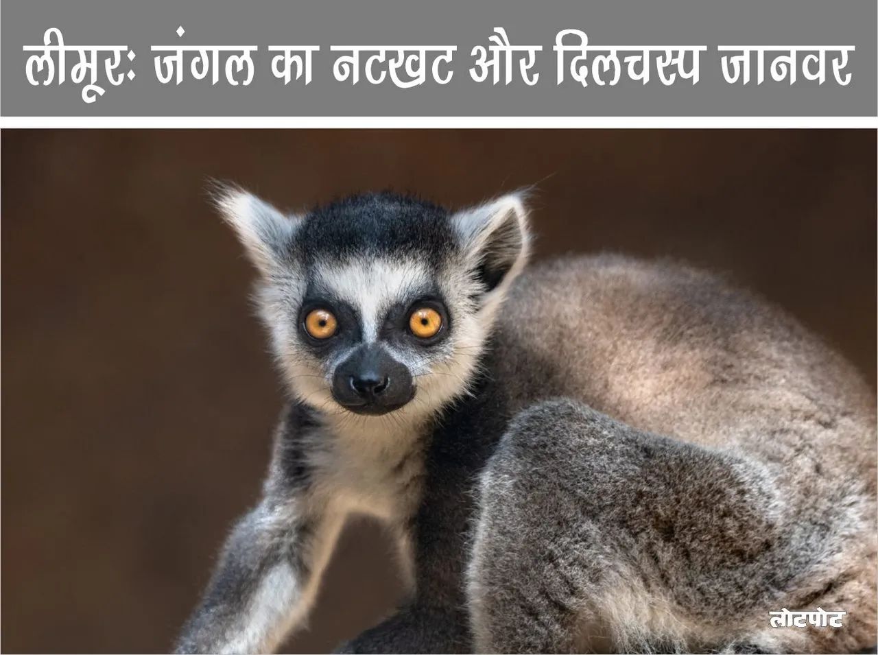 Lemur mischievous and interesting animal of the jungle