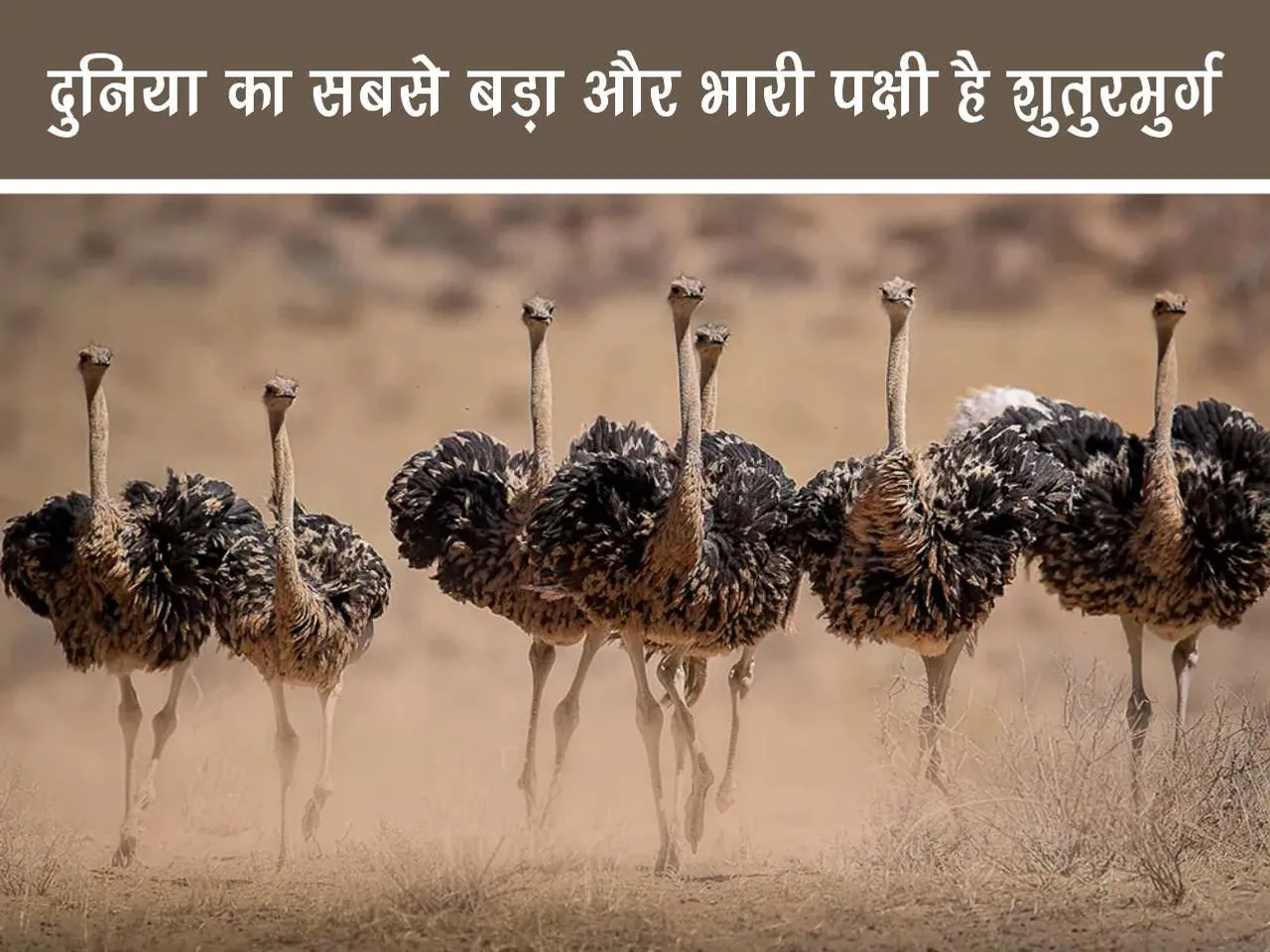 Herd of ostrich