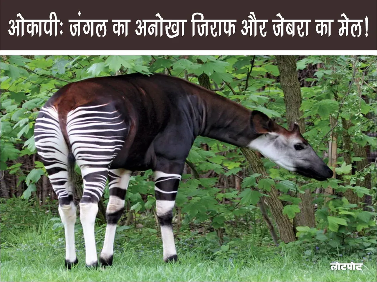 Okapi The wild unique combination of a giraffe and a zebra