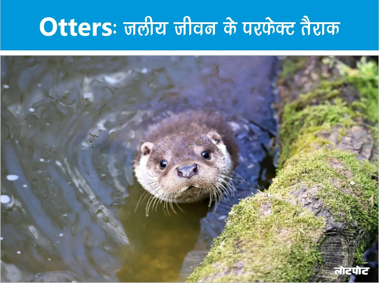 Otters Perfect swimmer of aquatic life