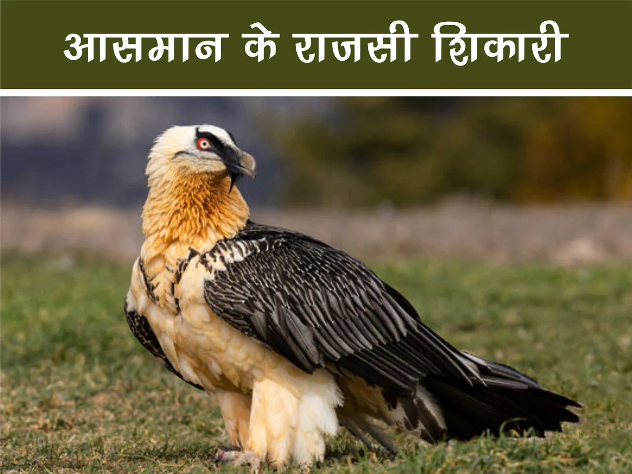 bearded vulture