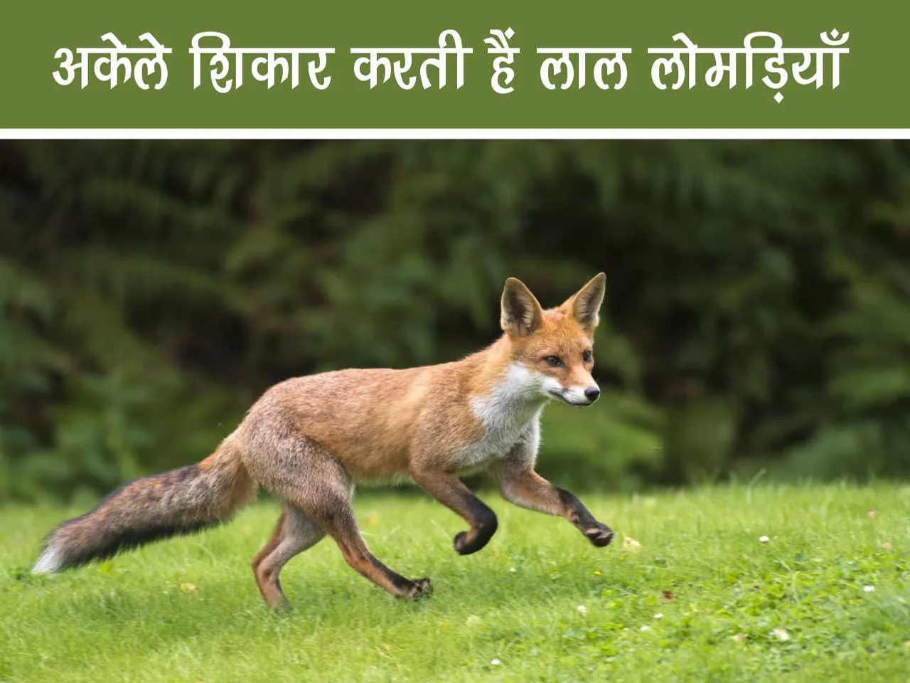 fox running