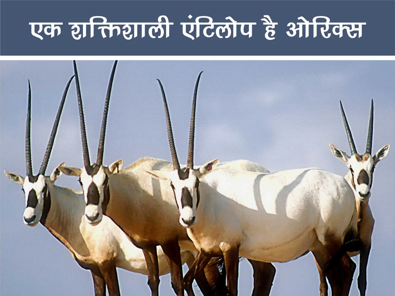 oryx