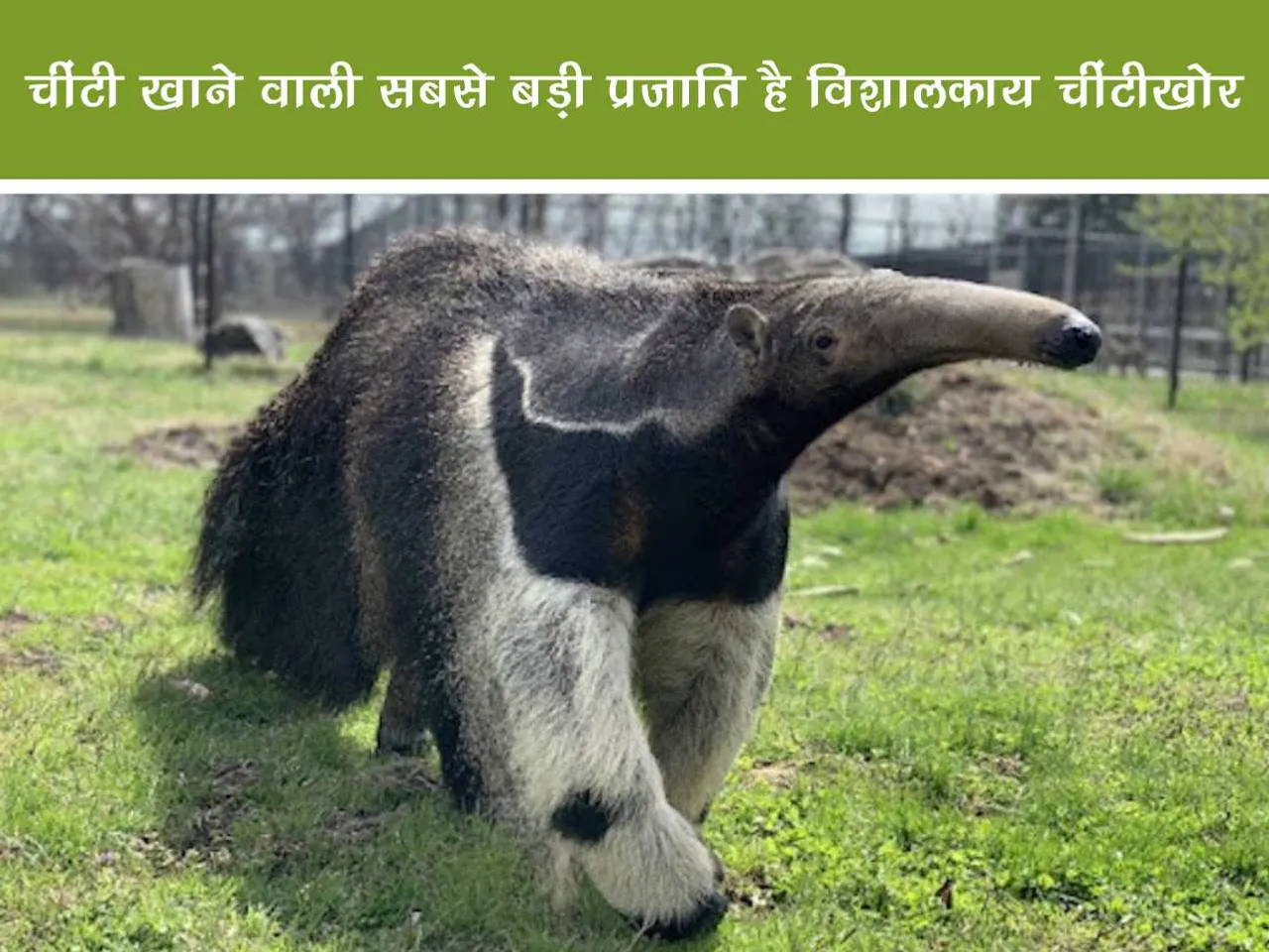 Giant anteater 